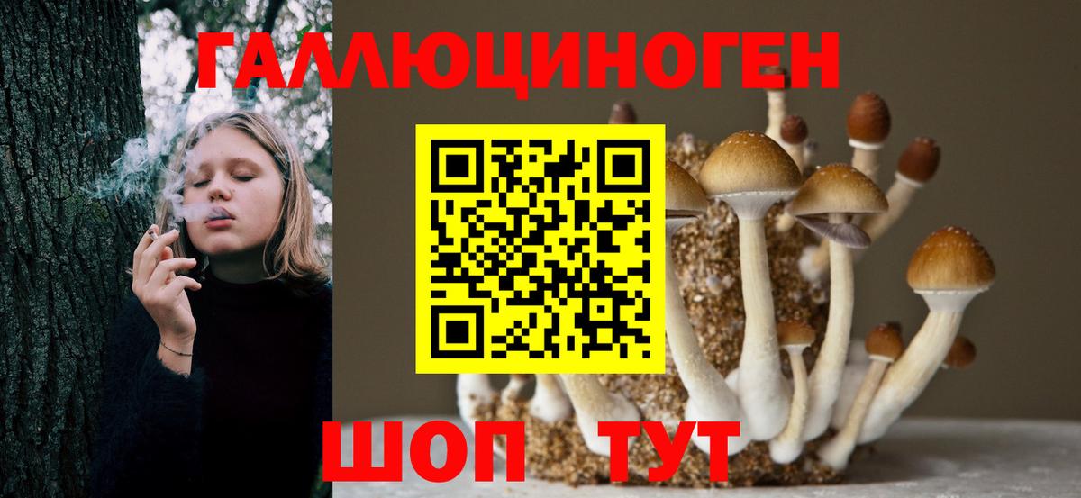 Галлюциногенные грибы Psilocybe Елец